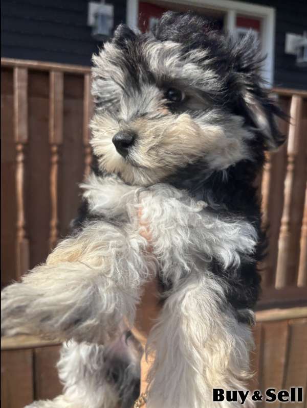 1 morkie boy left