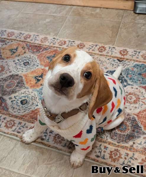 10 week old beagle pup