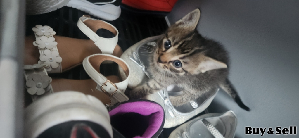 3 orange tabby kittens and one regular tabby