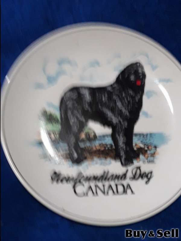 $30 FIRM::: Canada Newfoundland Dog wall hung plat