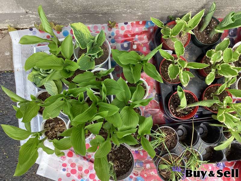 $5 PLANTS FOR SALE