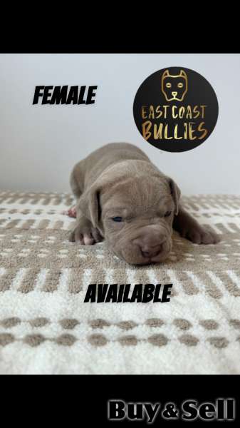 XL American bully puppies (papered)
