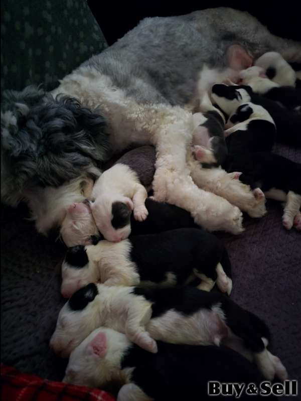 They've Arrived! Old English Puppies