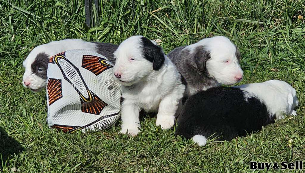 They've Arrived! Old English Puppies