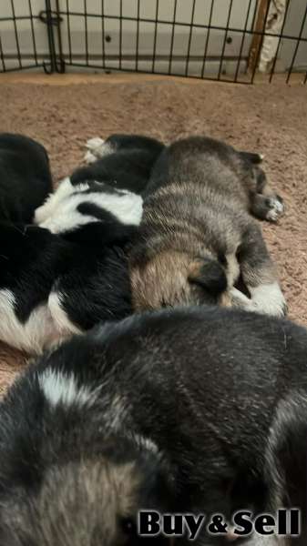 Australian Sheppard/Husky mix puppies