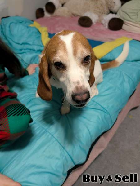 Beagle boy rehoming 