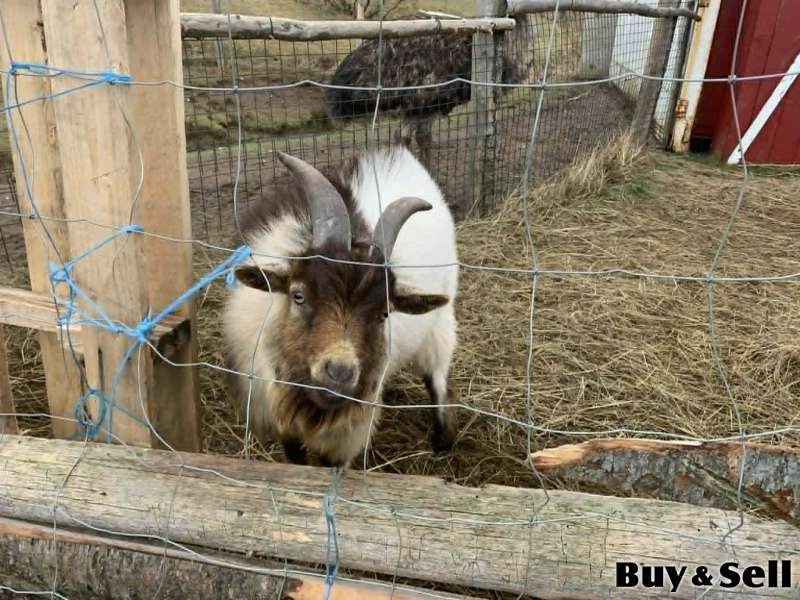 Buck Pigmy Goat 