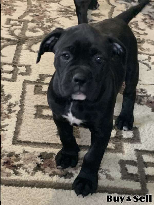 Cain Corso boxer/ Pitbull Boxer puppies