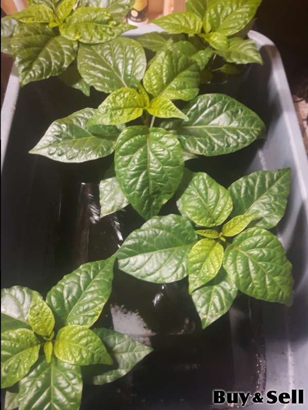 Carolina Reaper Pepper Plants