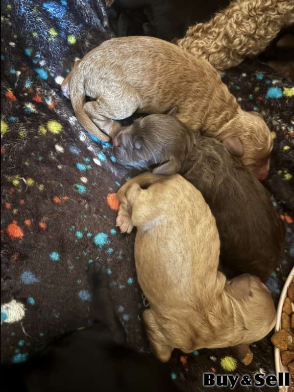 Cockapoo puppies