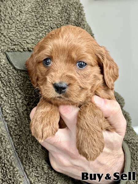 Cockapoo puppies