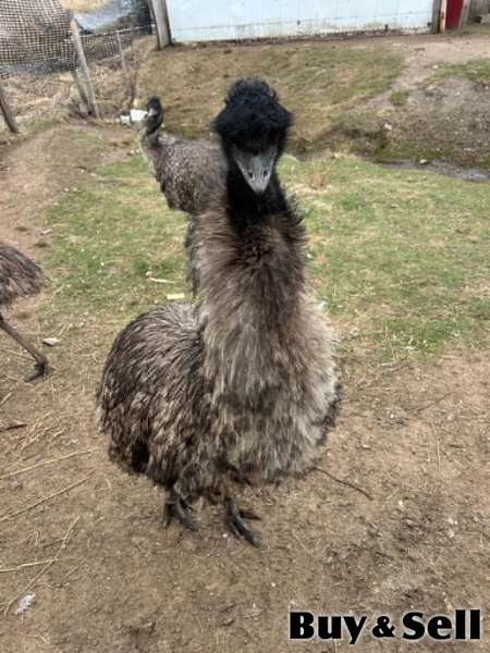 Emus