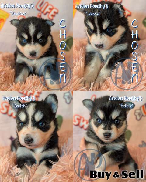 Exclusive Pomsky Puppies~ 2 Puppies Available 