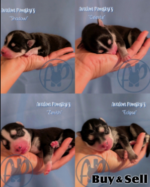 Exclusive Pomsky Puppies~Waitlist Open for Fall