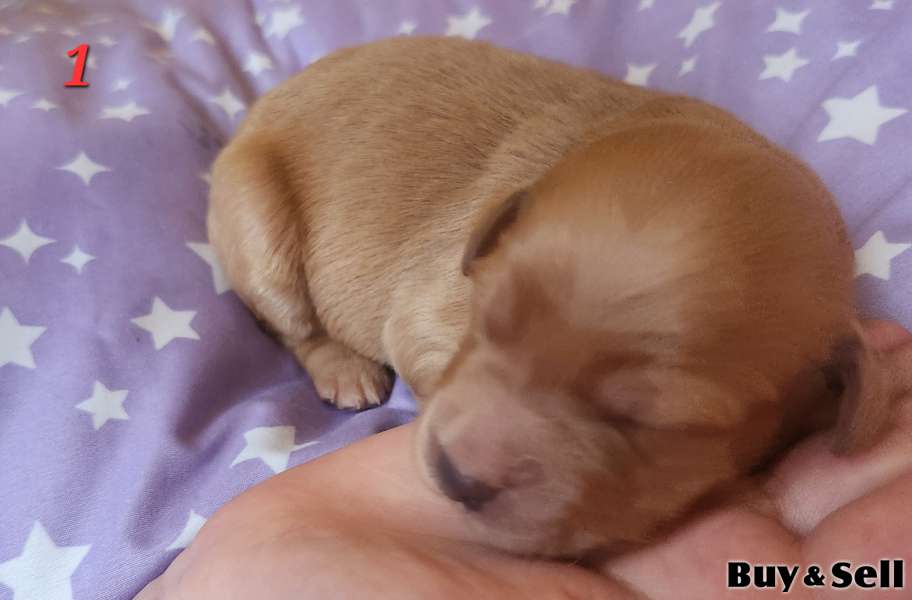 F1b golden doodle puppies