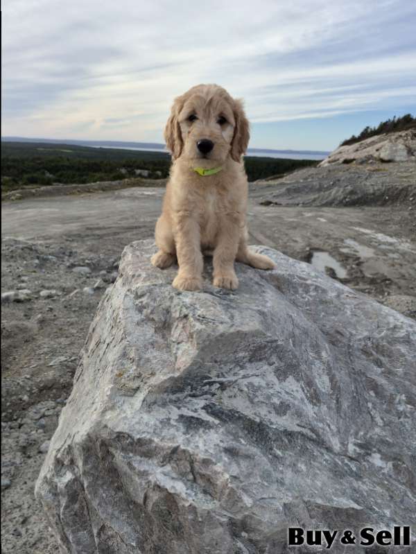 F1B goldendoodle