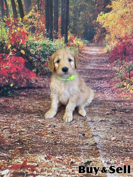 F1B goldendoodles