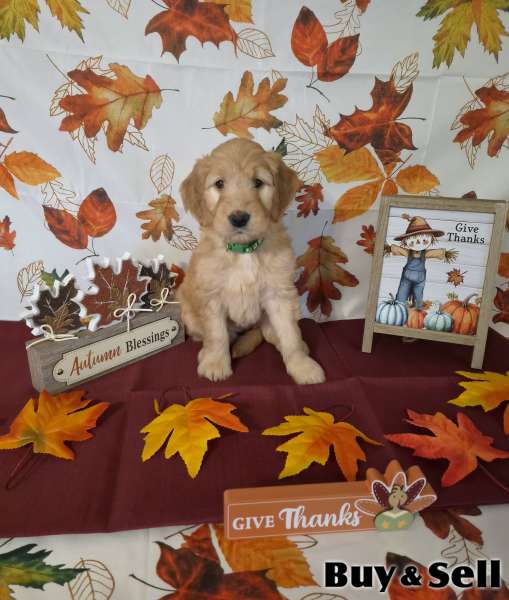 F1B goldendoodles