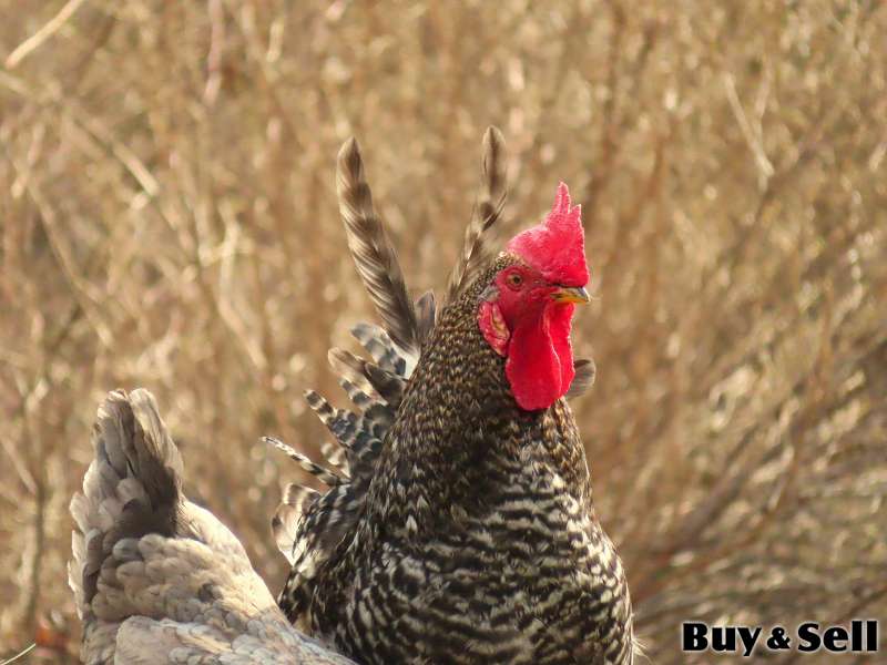 FREE Young Rooster (Cockerel) - Barred Feathers