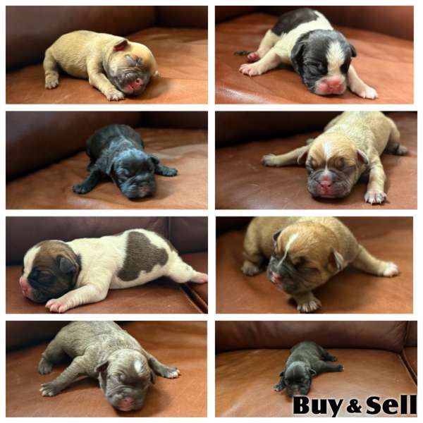 French bulldog puppies
