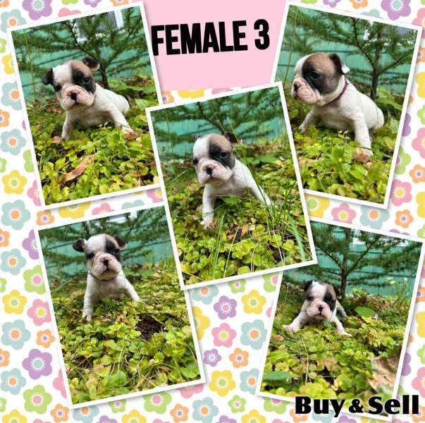 FRENCH BULLDOG PUPPIES