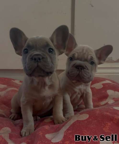 French bulldogs puppies for sale! 