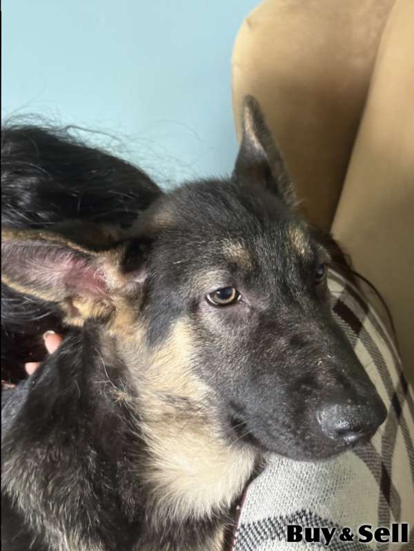 German Shepherd Puppy