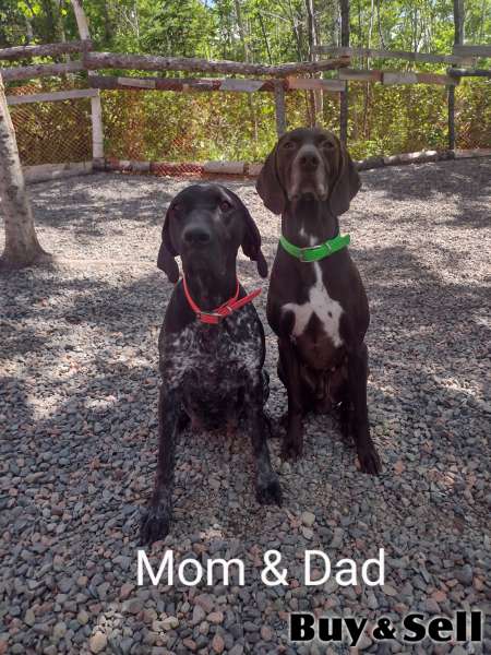German Shorthaired Pointer Puppies