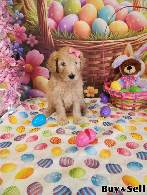 Golden Doodle puppies