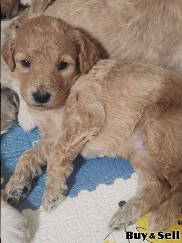 Golden Doodle puppies