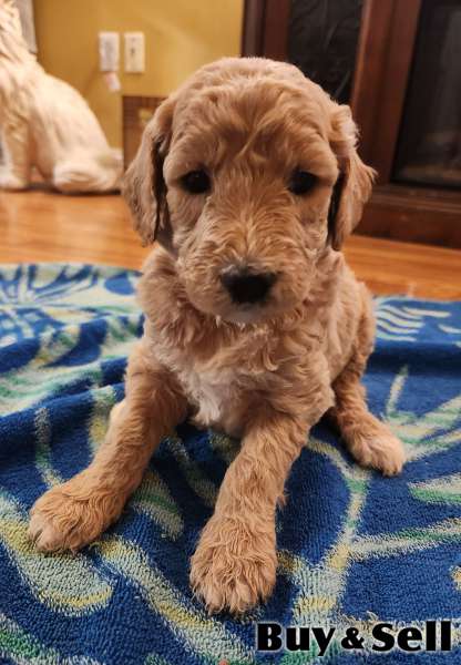 Golden Doodle puppies
