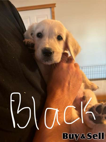 Golden Retriever Puppies