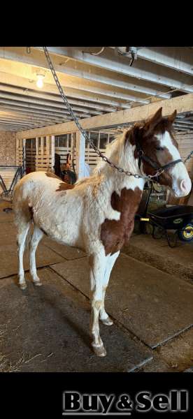 horses and pony for sale 
