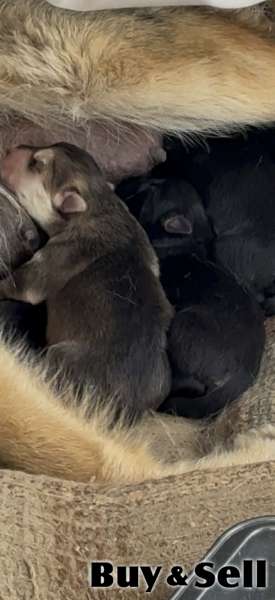 Husky/sheppard pups 