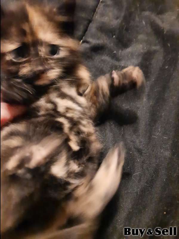 One female kitten