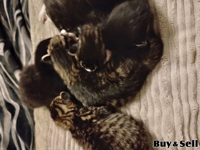 Part Maine Coon Kitten's