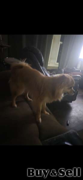 Pomeranian