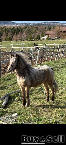 pony 