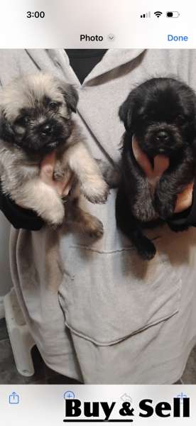 Puppies for sale