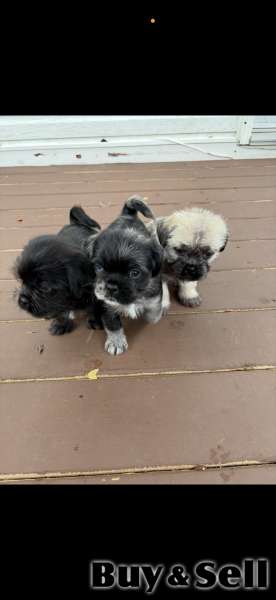 Puppies for sale