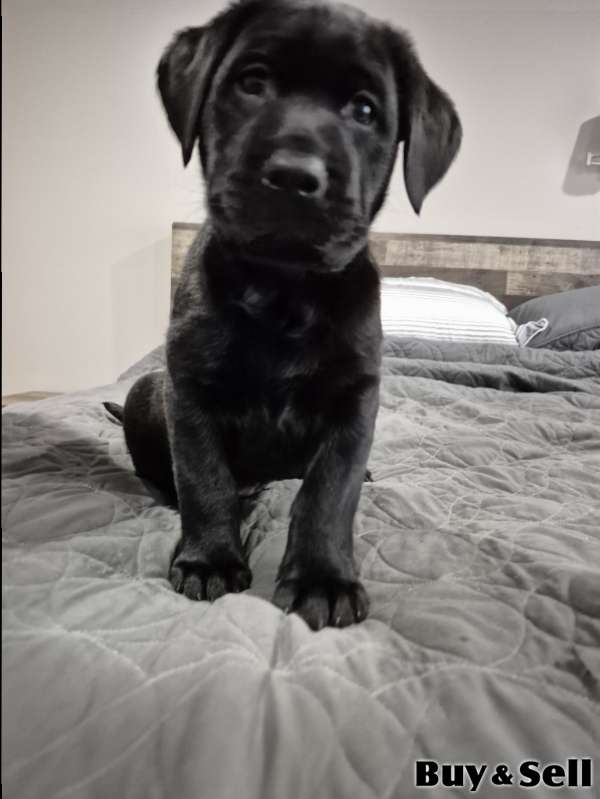 Purebred American Labrador Retriever Puppies