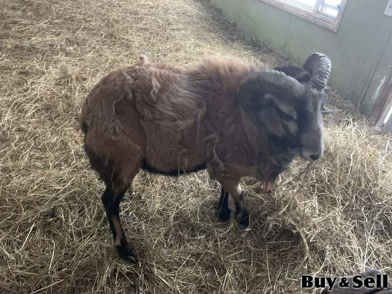 Sheep and Lambs