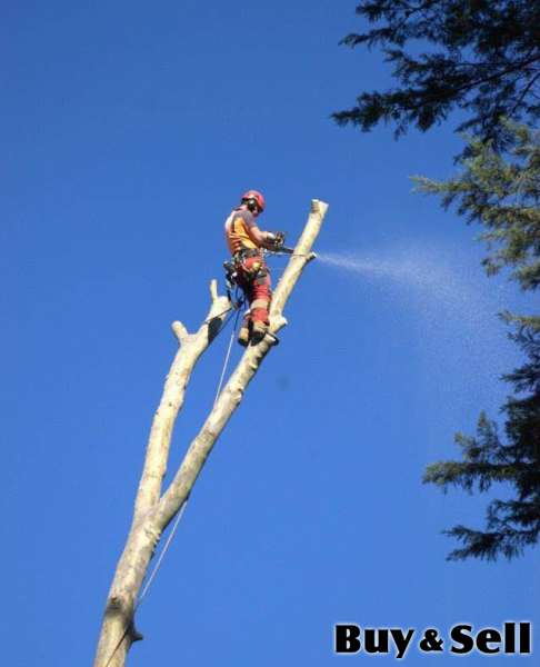 TREE EXPERTS – Professional Tree Care in St. John’