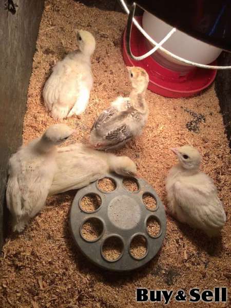 Turkeys for sale