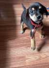 1 male pup left, vet checked & ready to go! - Photo 1 of 3