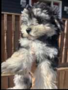 1 morkie boy left