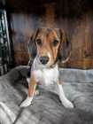10 month old Beagle male 
