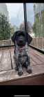 10 week old German shorthair 