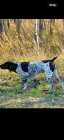 10 week old German shorthair  - Photo 2 of 4