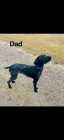 10 week old German shorthair  - Photo 3 of 4